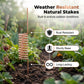 🔥Last Day 50% OFF🌱Copper Spiral Antenna Plant Stakes🌻